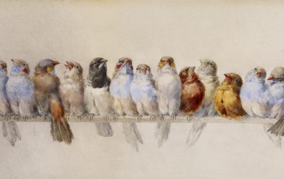 Entre el arte y la ciencia: el valioso rol de acuarela en la ilustración científica de aves analizado a partir de la obra de Hector Giacomelli