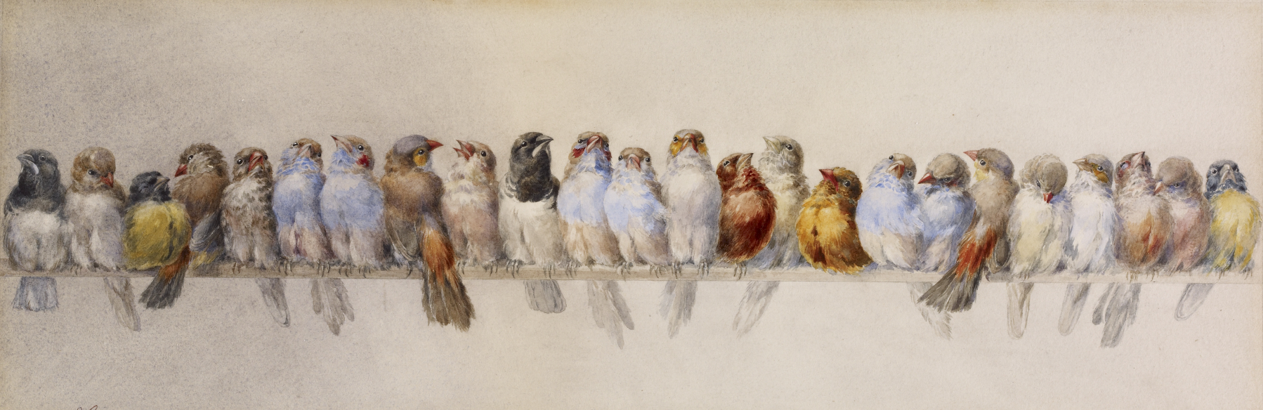 Entre el arte y la ciencia: el valioso rol de acuarela en la ilustración científica de aves analizado a partir de la obra de Hector Giacomelli